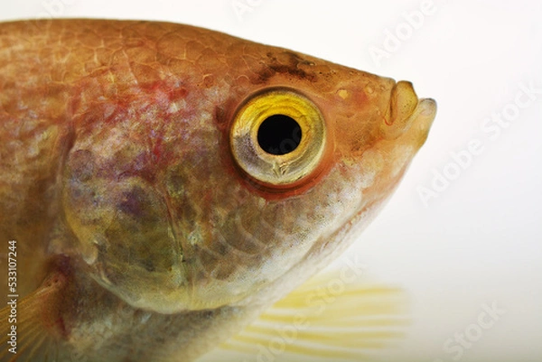 Obraz Trichogaster pectoralis