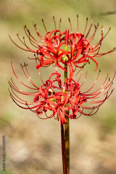 Fototapeta 日差しを浴びて輝く彼岸花