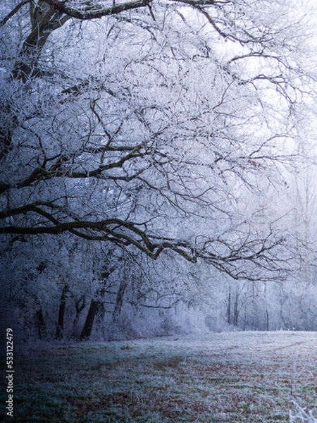 Fototapeta trees in the snow