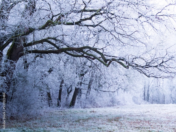 Fototapeta snow covered trees