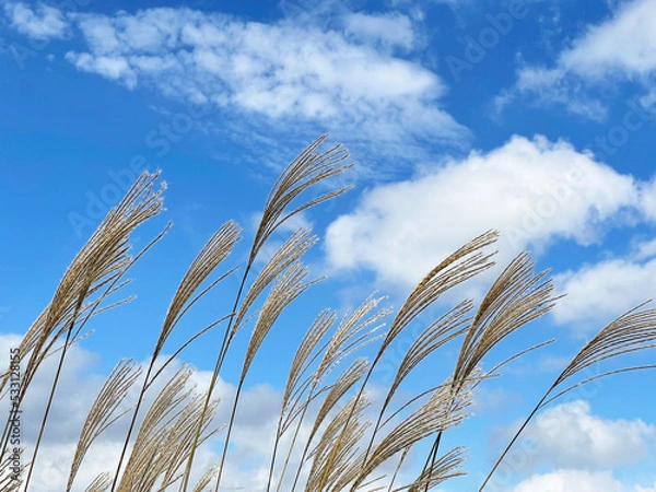 Fototapeta 秋空にゆれるススキの穂