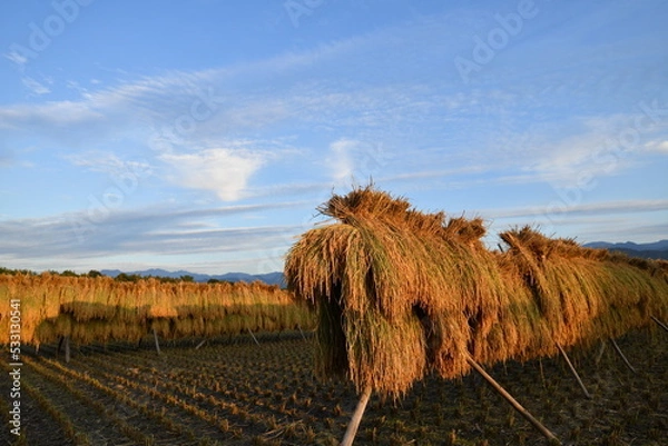 Obraz 稲木の風景