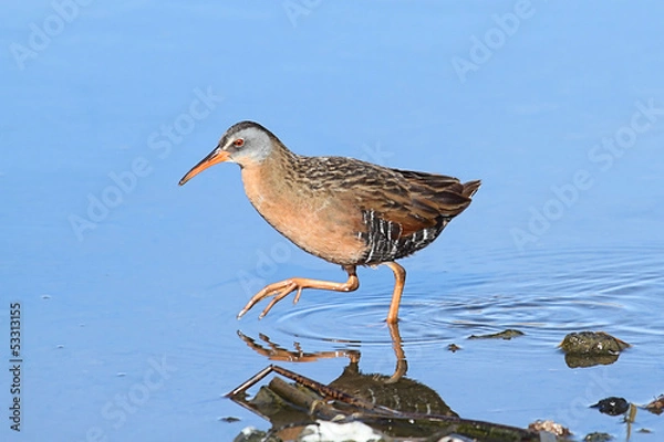 Obraz Virginia Rail (Rallus limicola)
