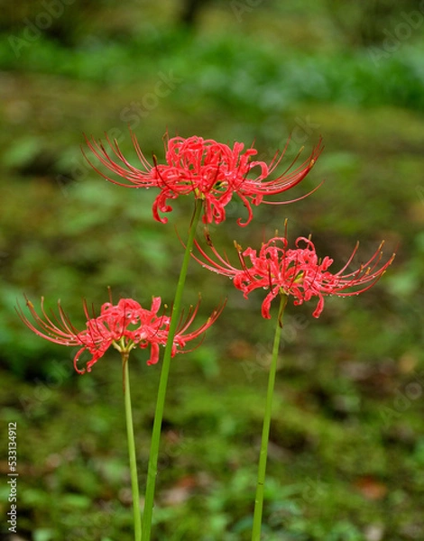 Fototapeta 雨上がりの彼岸花