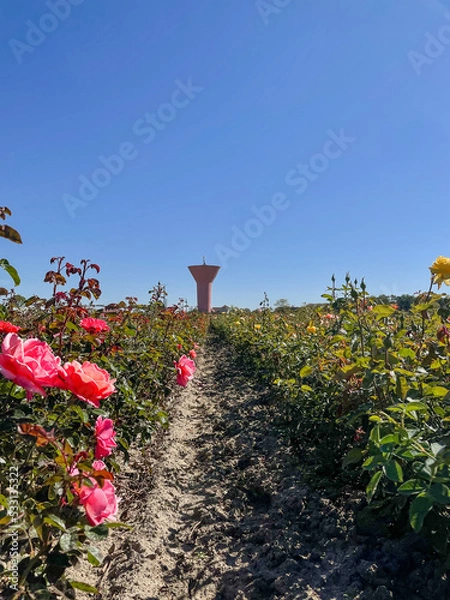 Obraz Champs de rose