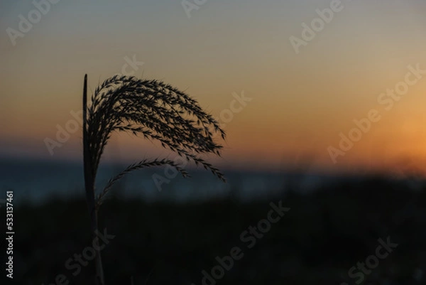 Fototapeta すすきと夕焼け