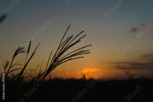 Fototapeta すすきと夕焼け