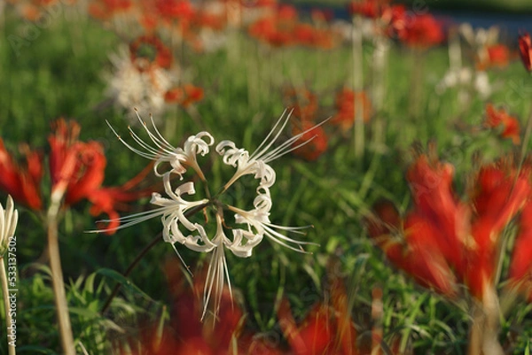 Fototapeta 彼岸花