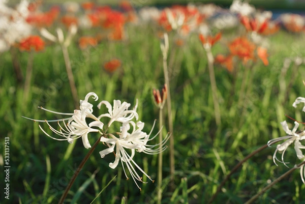 Fototapeta 彼岸花
