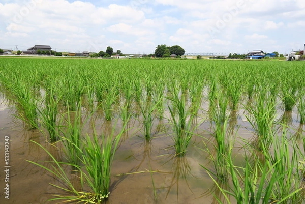 Obraz 水草浮かぶ郊外の植田風景