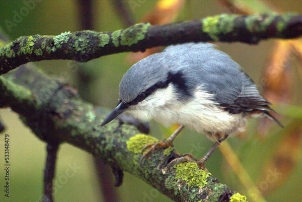 Fototapeta nuthatch on the tree