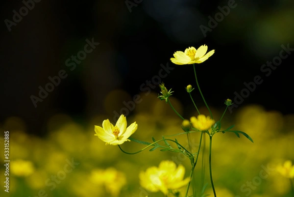 Obraz キバナコスモス