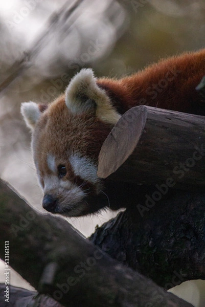 Obraz Panda roux sur son arbre entrain de se balader