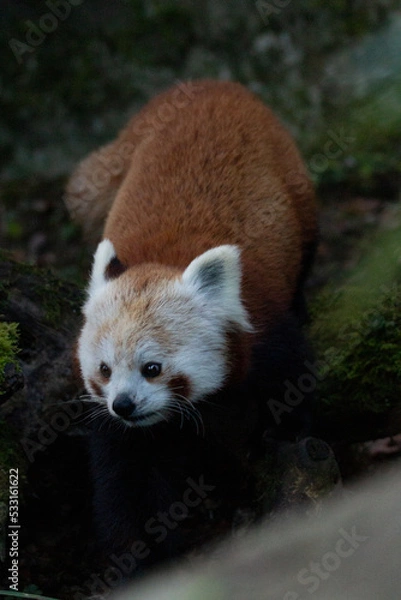 Obraz Panda roux actif trop chou entrain de courir à terre 