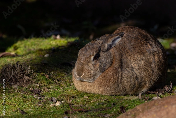 Obraz Lapin chou entrain de prendre le soleil après un long hiver 