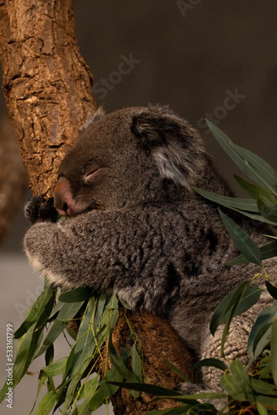 Obraz Koala d'Australie chou entrain de dormir après avoir mangé son eucalyptus 