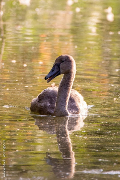 Obraz Jeune cygne sur le lac à la lumière tombante du soir 