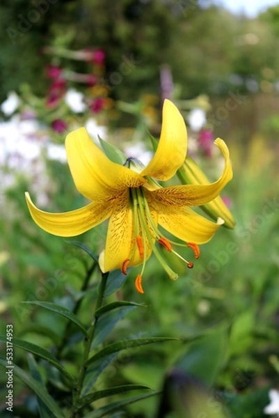 Fototapeta Large yellow lily flower close-up on green background