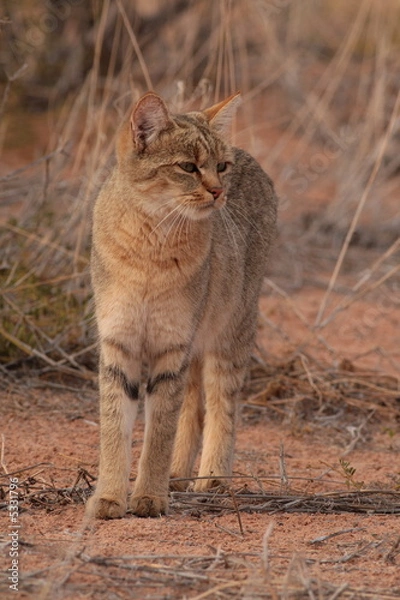 Obraz African Wildcat (Felis lybica)