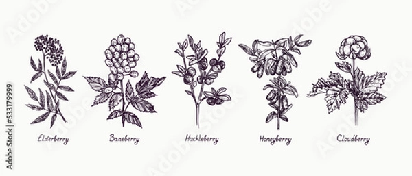 Fototapeta Elderberry (Sambucus), Baneberry (Actaea), Huckleberry, Honeyberry and Cloudberry (Rubus chamaemorus) branch with berries and leaves, outline simple doodle drawing with inscription, gravure style
