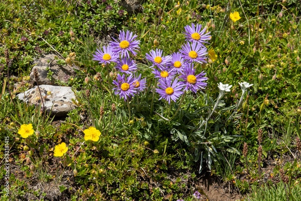 Obraz Alpenaster - Aster alpinus