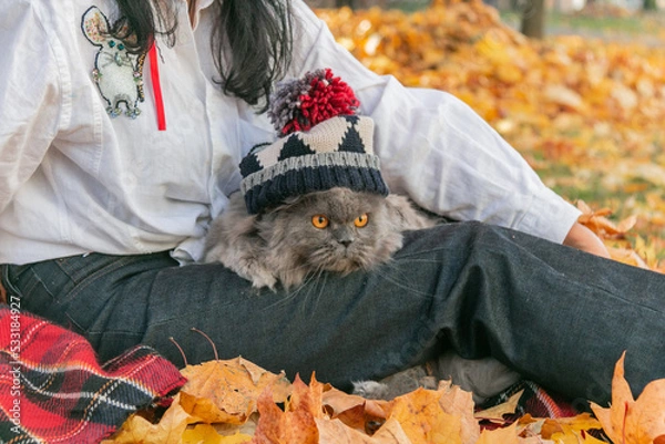 Obraz The girl sits on yellow maple autumn leaves and holds a British cat in a knitted cap on her feet. Cat on a walk. Autumn mood.