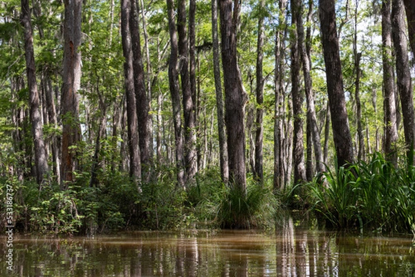 Fototapeta Tranquil Honey Island Swamp Landscape with Green Trees Covered in Spanish Moss in Louisiana