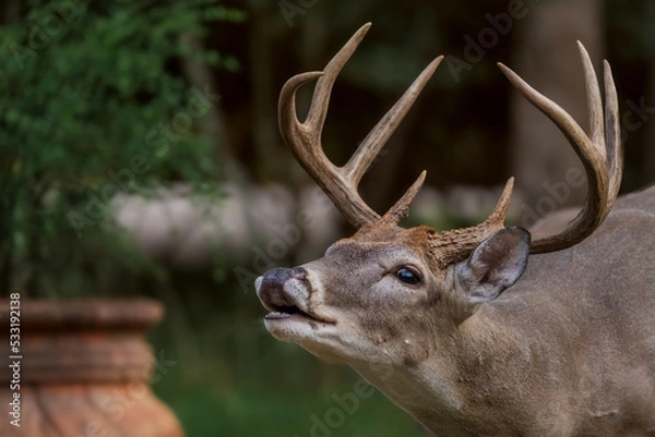 Obraz deer in the forest