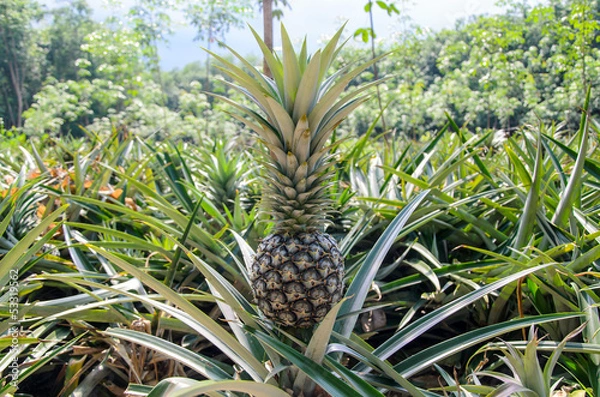 Obraz Pineapple garden