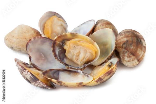 Obraz Małże isolated_V