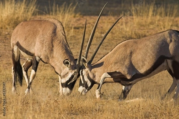 Obraz Gemsbok (Oryx gazella) fighting