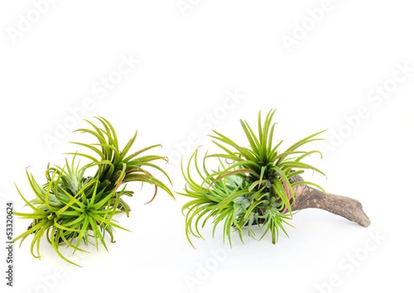 Obraz Bromeliad tree