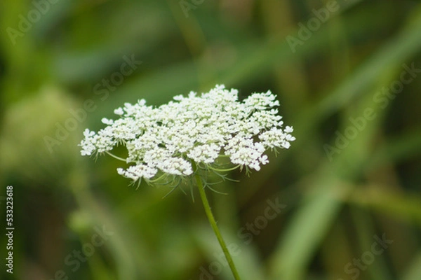 Fototapeta Closeup of wild carrot inflorescence with green blurred plants on background