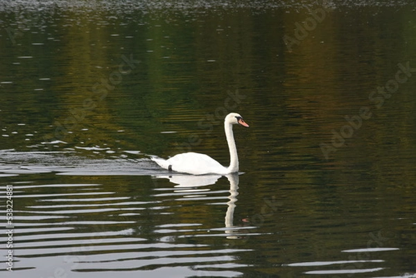 Obraz Łąbądź biały na wodzie