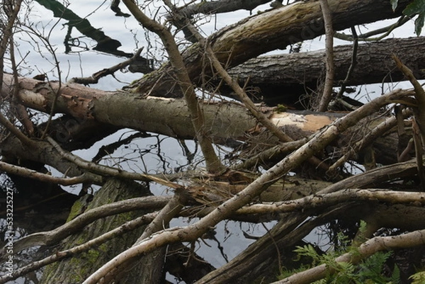 Obraz złamane gałęzie drzew