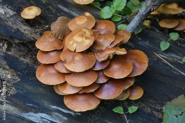 Obraz grzyby przy drzewie