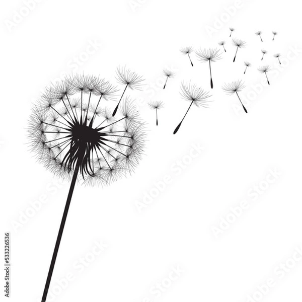 Obraz Vector illustration dandelion time. Black Dandelion seeds blowing in the wind. The wind inflates a dandelion isolated on white background.