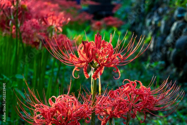 Fototapeta 彼岸花