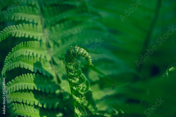 Fototapeta Close-up of ferns in a garden