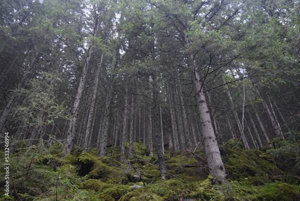 Obraz Deep forest nature