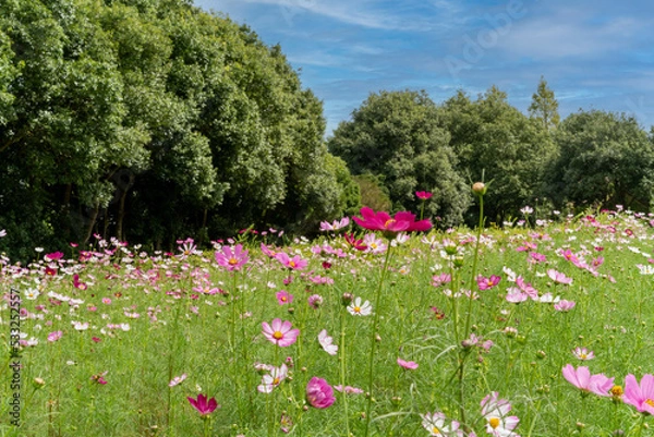 Fototapeta 青空と色鮮やかなコスモス畑