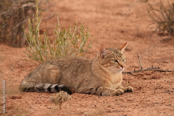 Obraz African Wildcat (Felis lybica)