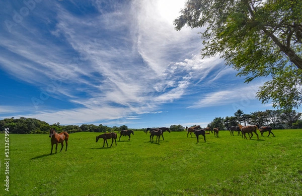 Obraz 日高の牧場の馬(夏の北海道）