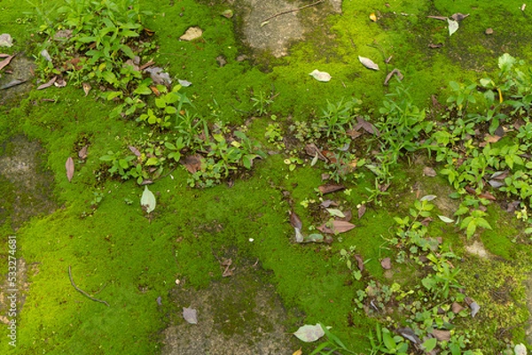 Obraz 苔むした地面の背景素材