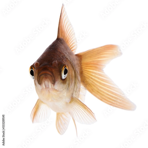 Obraz Common Goldfish