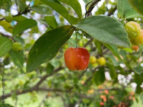 Fototapeta apples on a tree