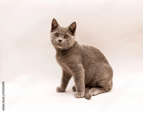 Obraz gray kitten 6 months old looking at the camera