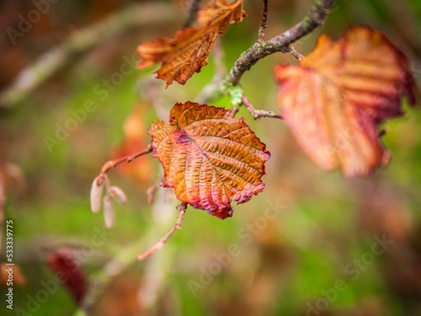 Fototapeta autumn leaves on a tree. close up view of dried leaf
