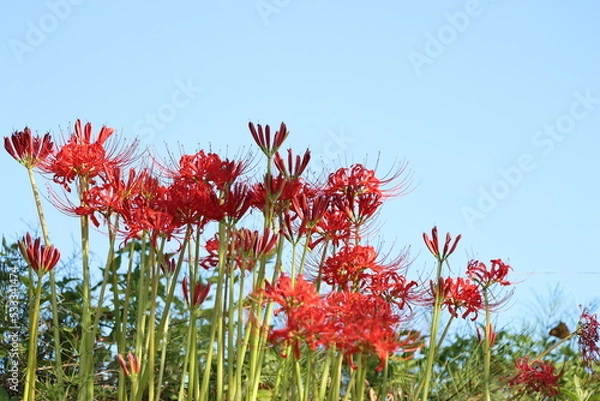Fototapeta 彼岸花