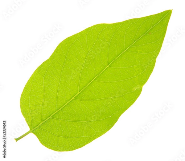 Fototapeta Green leaf isolated on white